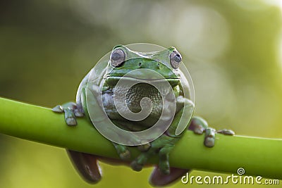 frog Stock Photo