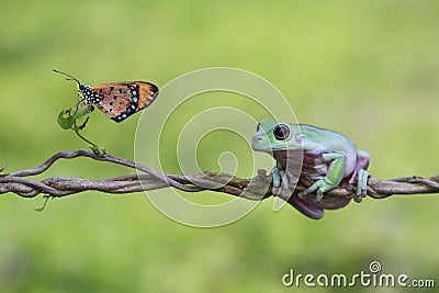 Tree frog, dumpy frog on branch with butterfly Stock Photo