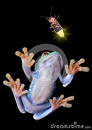 Tree frog after firefly Stock Photo