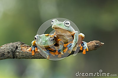 Tree frog, Flying frog on the branch Stock Photo