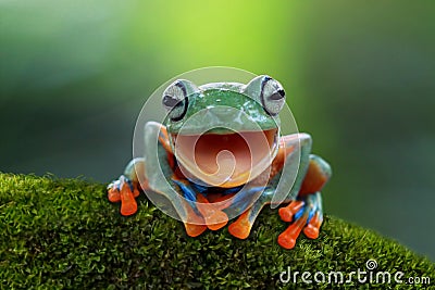 Tree frog, Flying frog open the mouth Stock Photo