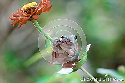 Tree frogs, australian tree frogs, dumpy frogs on flowers Stock Photo