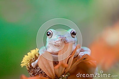 Tree frogs, australian tree frogs, dumpy frogs on flowers Stock Photo