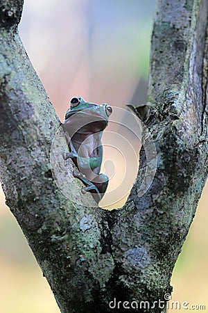 Tree frogs, australian tree frogs, dumpy frogs on flowers Stock Photo