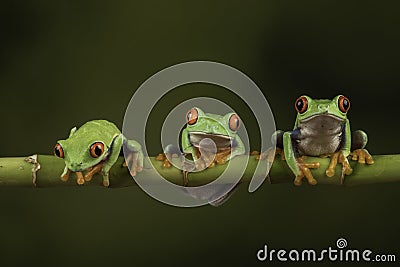 Tree frogs in a row Stock Photo