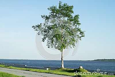A tree in front of a body of water. Concept of loneless Stock Photo