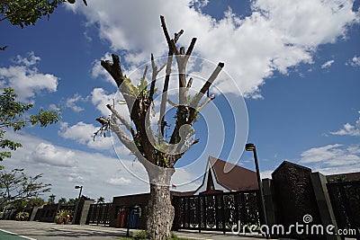 Tree in front of Governor Office Kalimantan Barat Stock Photo