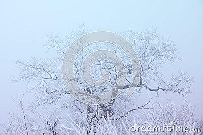 Tree with Frost Branches Stock Photo