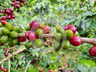 Tree fruit of coffee in Big Plantation colombia Stock Photo