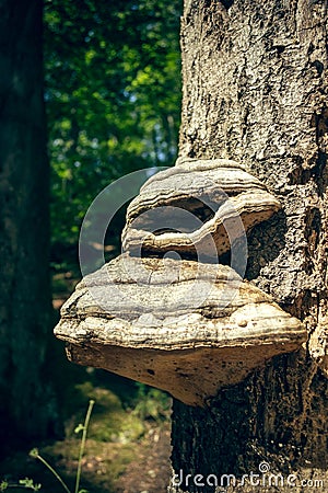 Tree fungus Stock Photo