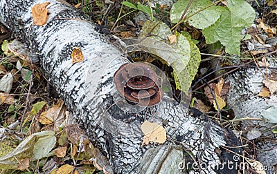 Tree fungus on a fallen birch trunk Stock Photo