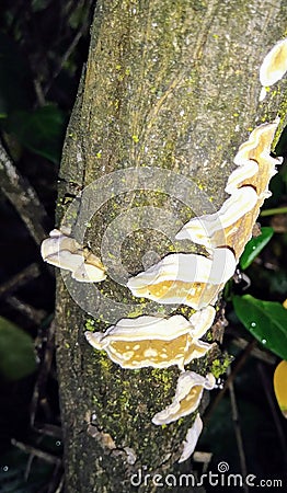 Tree Fungus Stock Photo