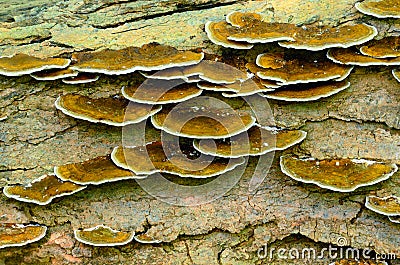 Tree Fungus Stock Photo