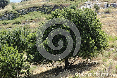 Tree of the galillea heights. Tree on the hill. Stock Photo