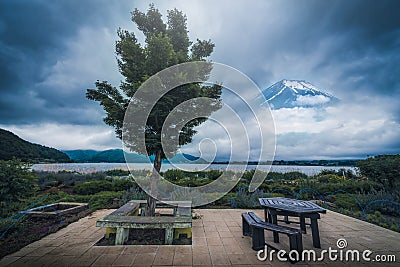 Tree in garden near kawaguchiko lake with The Peak of Mt. Fuji b Stock Photo