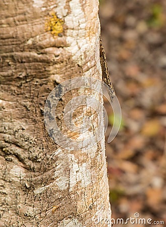 Tree Gecko head down on a log Stock Photo