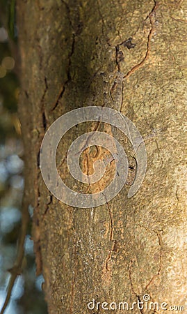 Tree Gecko head down nighttime Kenya Africa Stock Photo