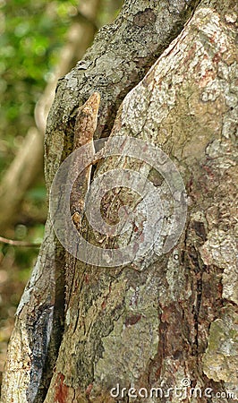 Tree Gecko on a tree Stock Photo