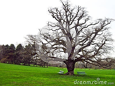 Tree in Geneve, Switzerland Stock Photo