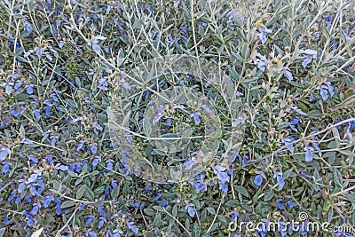 Tree germander or shrubby germander plant and flowers Stock Photo
