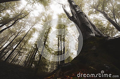 Tree with giant rots in mysterious fantasy forest Stock Photo