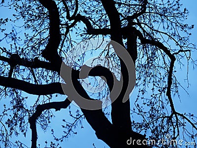 Tree With Gnarled Branches Against A Blue Sky Stock Photo