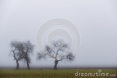 tree gnarled trees on a field in the fog Stock Photo