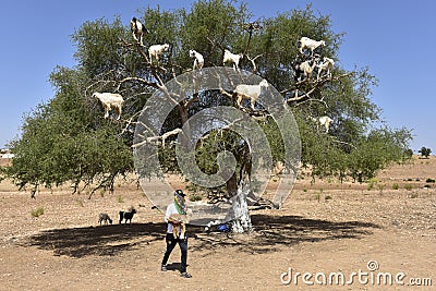 Tree Goats in Morocco with Goatherd Editorial Stock Photo