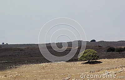 Tree of the golan heights. Stock Photo