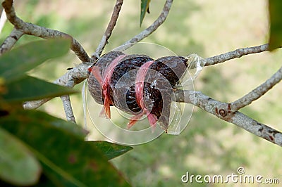 Tree graft agricultural technique Stock Photo