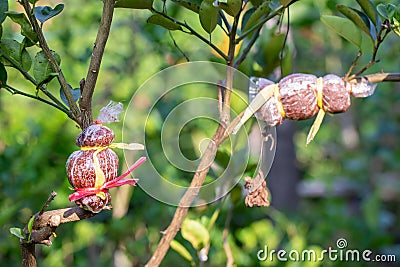 Tree graft is agricultural Stock Photo