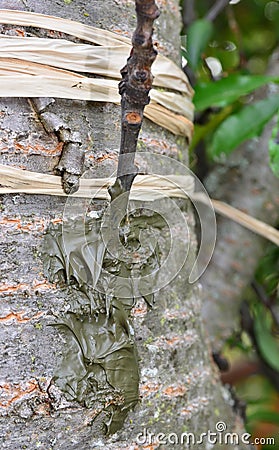 Tree Graft Stock Photo