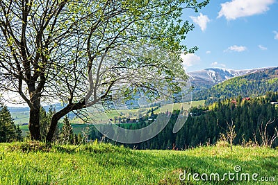 Tree on the grassy meadow in mountains Stock Photo