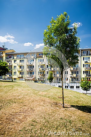 Tree in green area in front of newly built block of flats Stock Photo