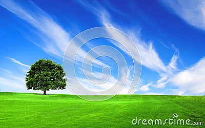 Tree in the green field Stock Photo