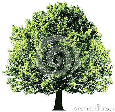 Tree with green leaves isolated on white backgroun Vector Illustration