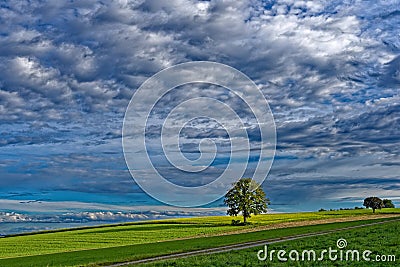 Tree in green fields by dramatic sky dimensional landscape Stock Photo