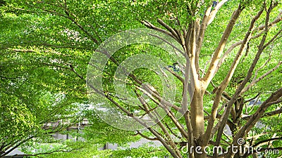 Blurred sunlight in tree shade of terminalia ivorensis chev tree with flare light and copy space Stock Photo