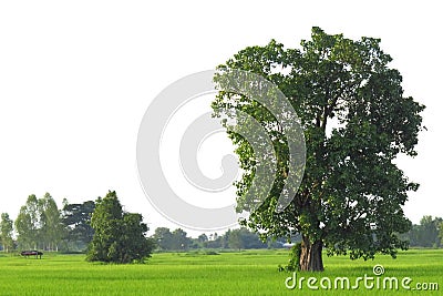 Tree,Green tree There are paths cut from the background. Can be used in design.clipping path Stock Photo