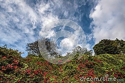 Tree and greenery under cloudy blue skies Stock Photo