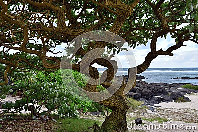 Tree on the Gris Gris cape, Mauritius Stock Photo