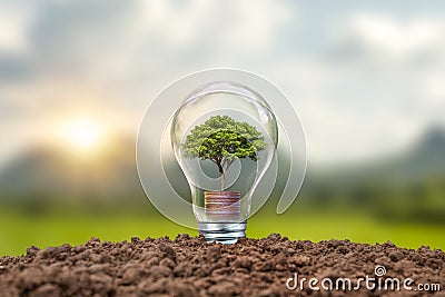 Tree growing on coins in bulbs including sunset background energy-saving concept Renewable energy Stock Photo