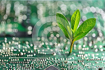 Tree growing on the converging point of computer circuit board. Green computing, Green technology, Green IT, CSR, and IT ethics. Stock Photo