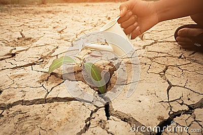 A tree growing on cracked ground. Crack dried soil in drought, Affected of global warming made climate change. Water shortage Stock Photo