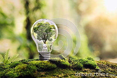 tree growing on light bulb with sunshine in nature. saving energy and eco concept Stock Photo