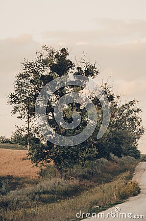 A tree growing next to the road Stock Photo