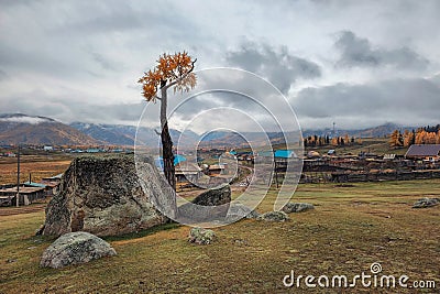 A tree growing out of stone, a larch split a huge granite boulder. The force of nature. Remote Altai village of Jazator Stock Photo