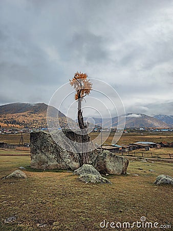 A tree growing out of stone, a larch split a huge granite boulder. The force of nature. Remote Altai village of Jazator Stock Photo