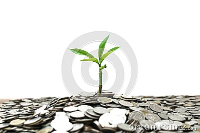 Tree growing from pile of stacked lots coins with blurred background, Money stack for business planning investment Stock Photo