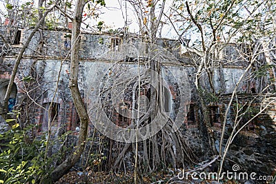 A tree growing on the wall of the old small fort of La Pointe du Bout - Les Trois Ilets, Martinique Stock Photo